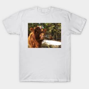 Scottish Highland Cattle Calf 1972 T-Shirt